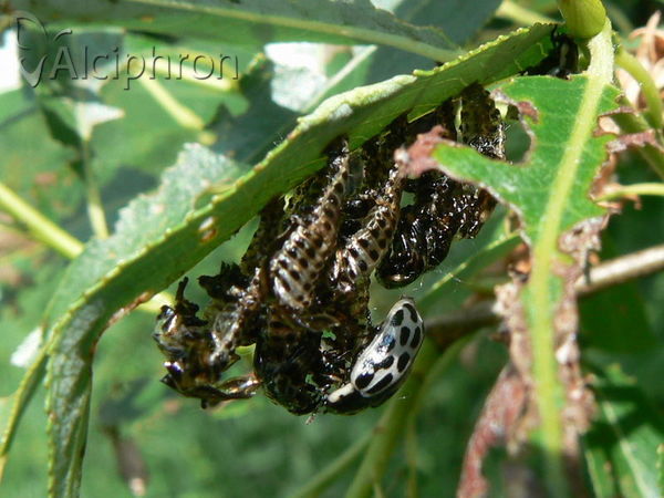 Chrysomela vigintipunctata