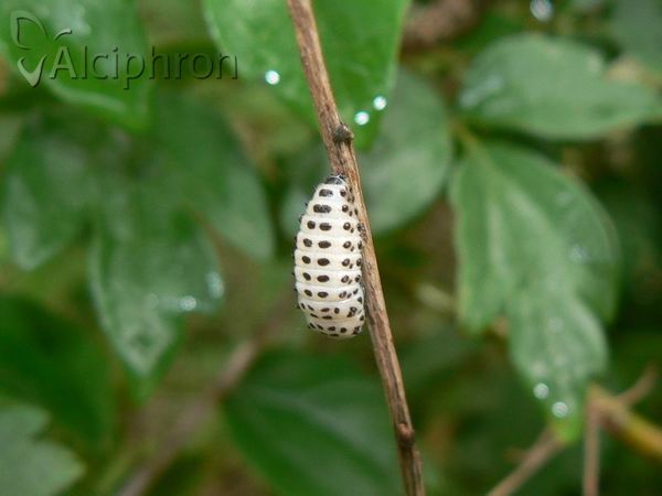 Chrysomela vigintipunctata