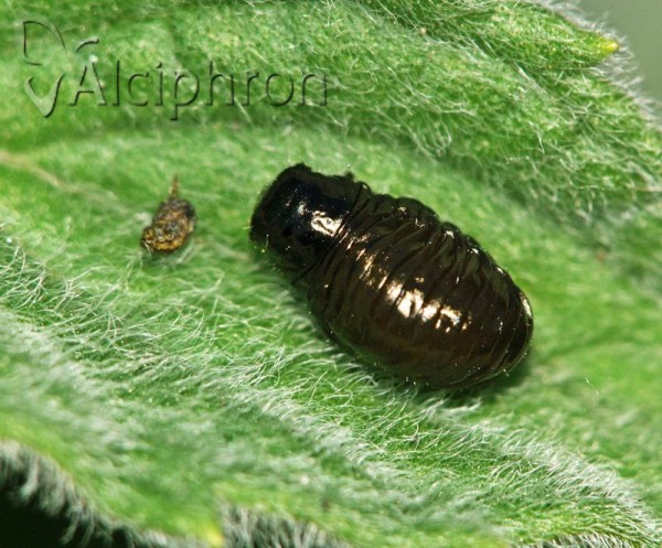 Chrysolina coerulans