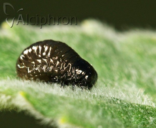 Chrysolina coerulans