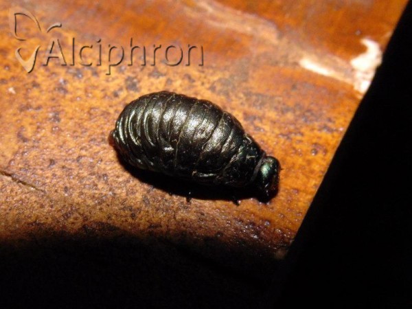 Chrysolina herbacea