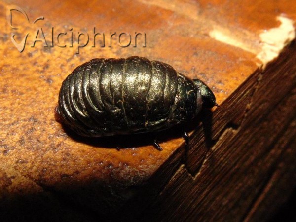 Chrysolina herbacea