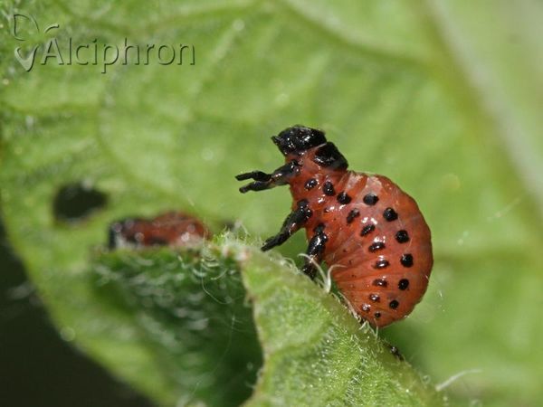 Leptinotarsa decemlineata