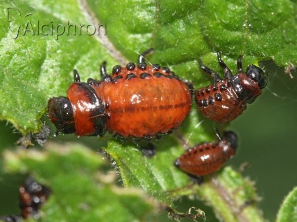 Leptinotarsa decemlineata