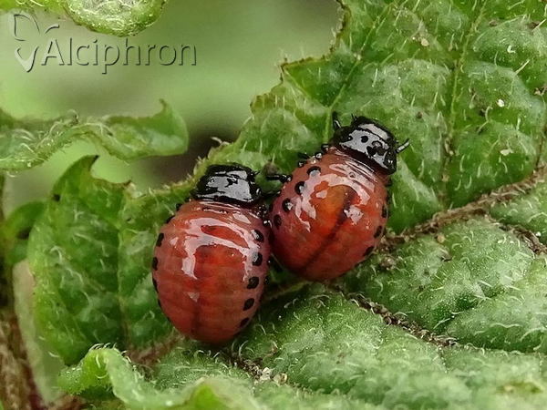 Leptinotarsa decemlineata