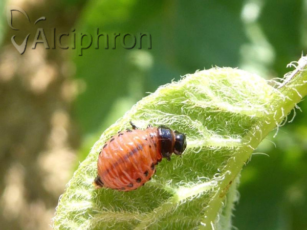Leptinotarsa decemlineata