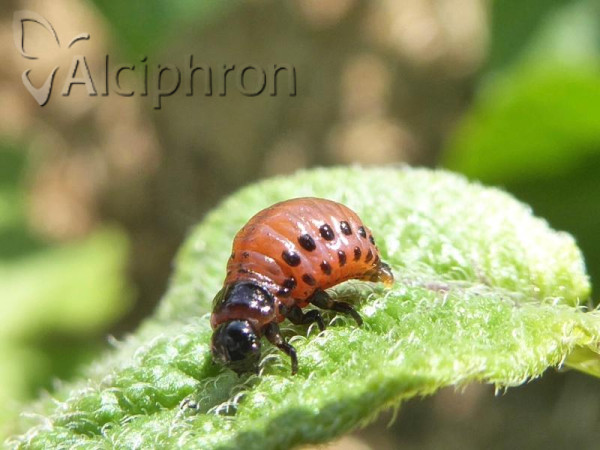 Leptinotarsa decemlineata