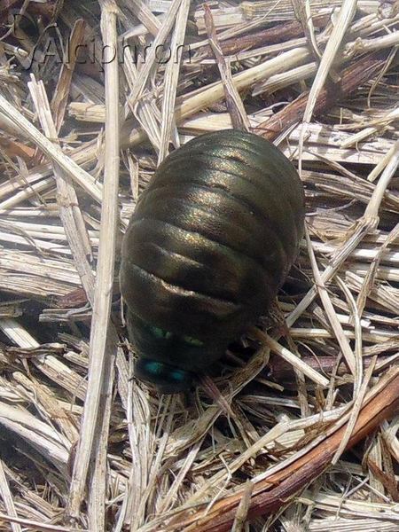 Timarcha tenebricosa