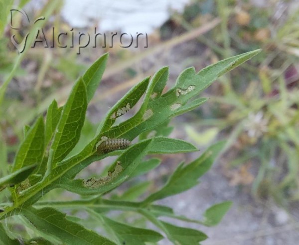 Ophraella communa