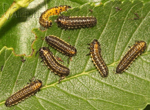 Xanthogaleruca luteola