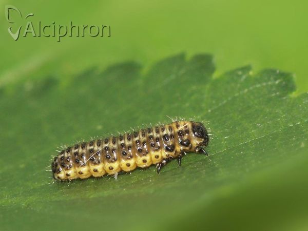 Xanthogaleruca luteola