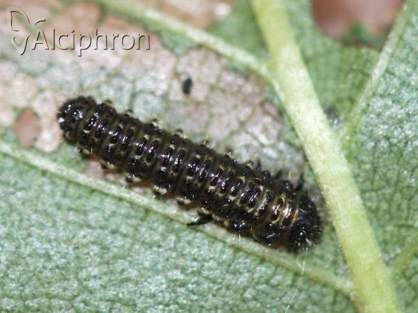 Xanthogaleruca luteola