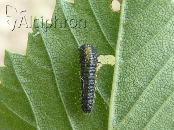 Xanthogaleruca luteola