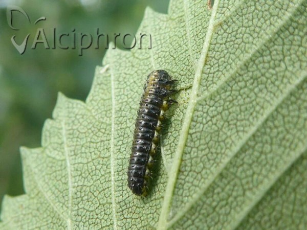 Xanthogaleruca luteola