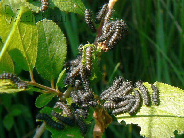 Galeruca tanaceti