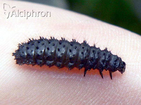 Galeruca tanaceti