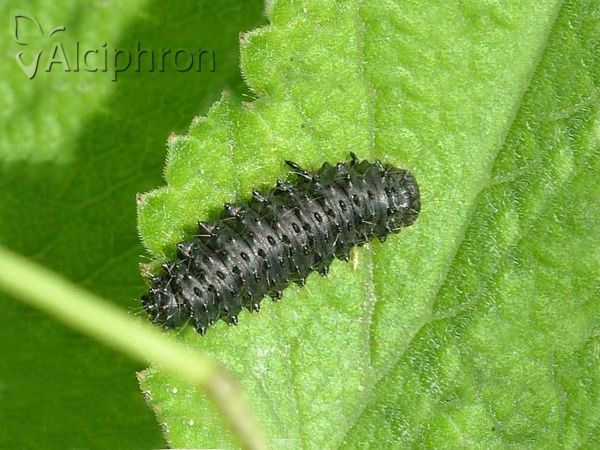 Galeruca tanaceti
