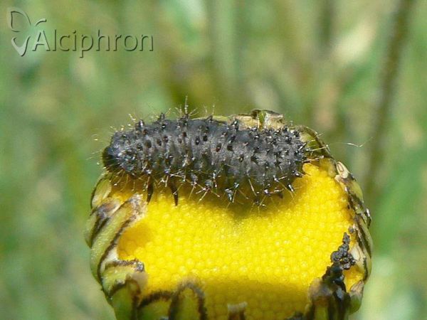 Galeruca tanaceti