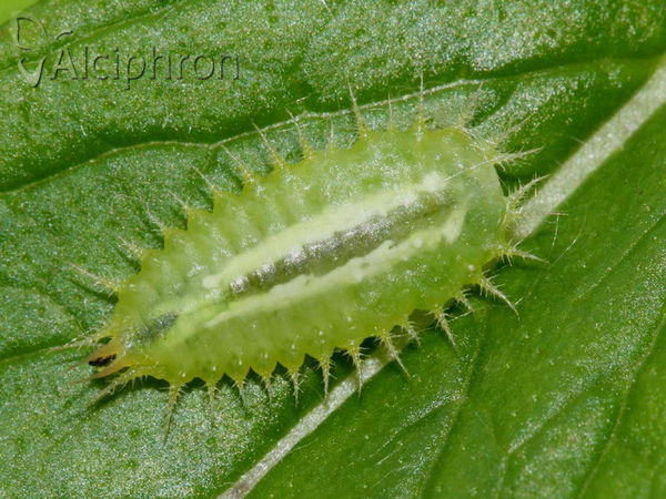 Cassida viridis