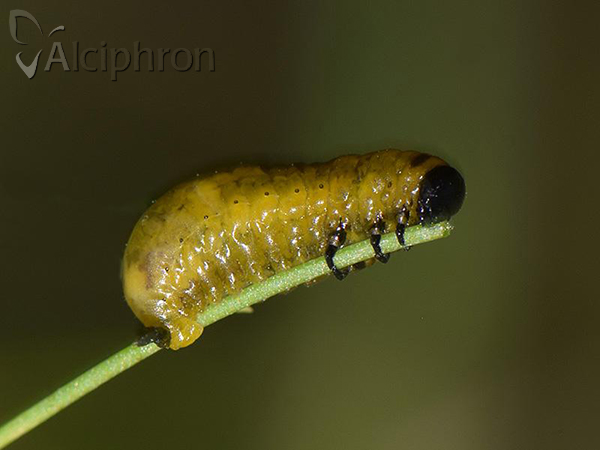 Crioceris duodecimpunctata