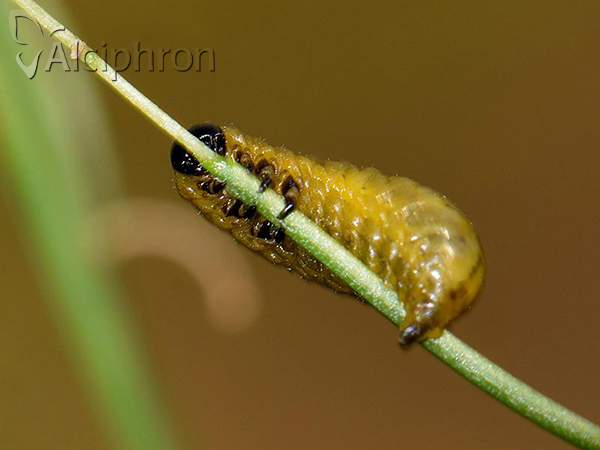 Crioceris duodecimpunctata