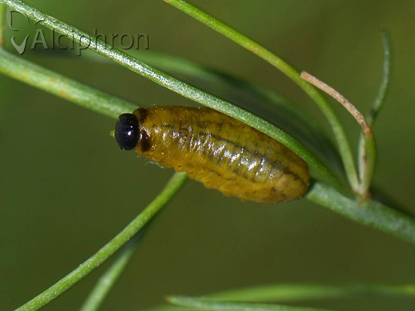 Crioceris duodecimpunctata