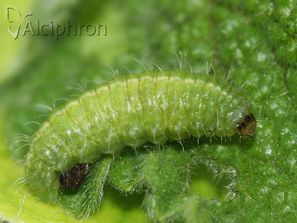 Neoglanis ovalis