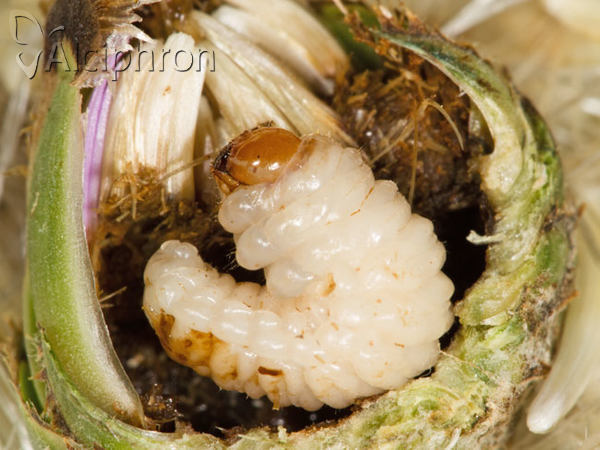 Larinus centaurii