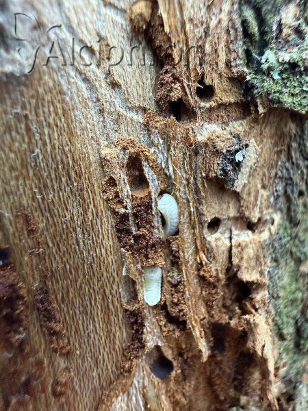 Scolytus multistriatus