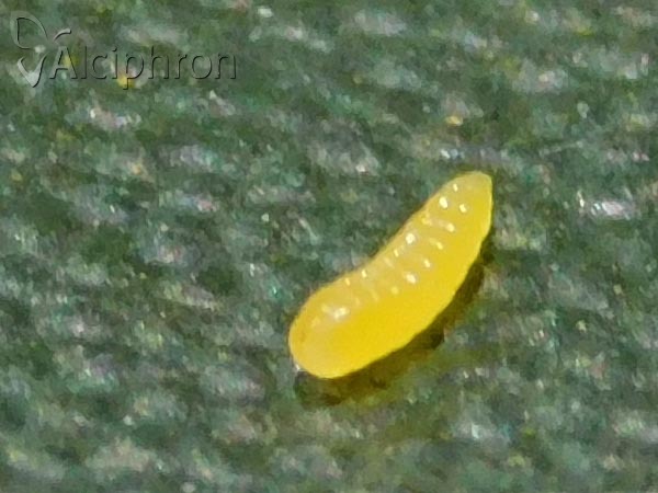 Monarthropalpus flavus