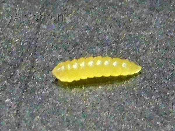 Monarthropalpus flavus