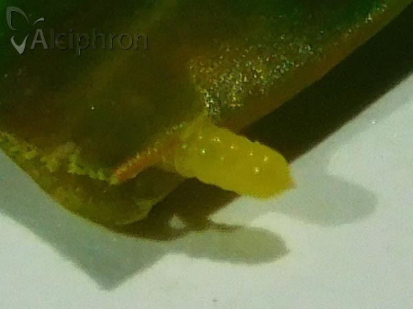 Monarthropalpus flavus