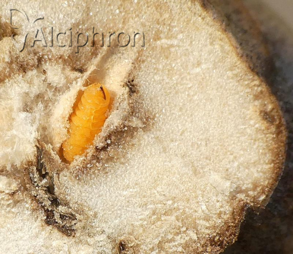 Lasioptera carophila