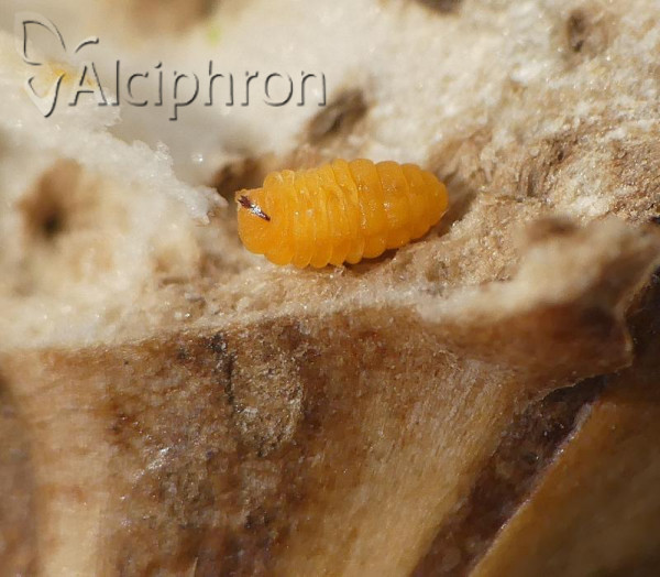 Lasioptera carophila