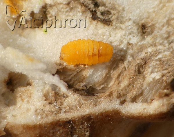 Lasioptera carophila