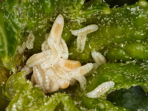 Jaapiella bryoniae