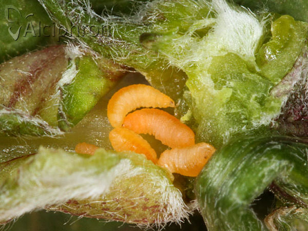 Dasineura medicaginis