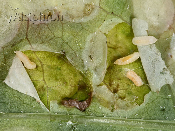 Cystiphora sonchi