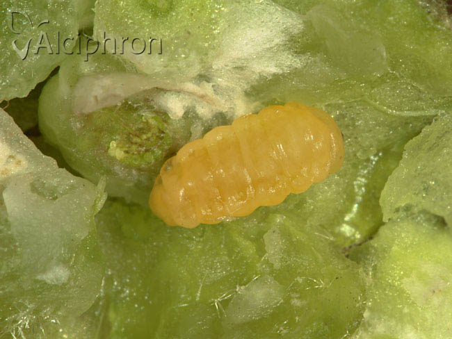 Asphondylia verbasci