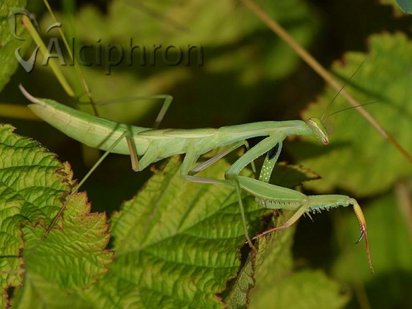 Mantis religiosa