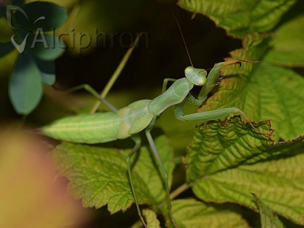 Mantis religiosa