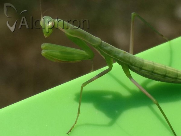 Mantis religiosa
