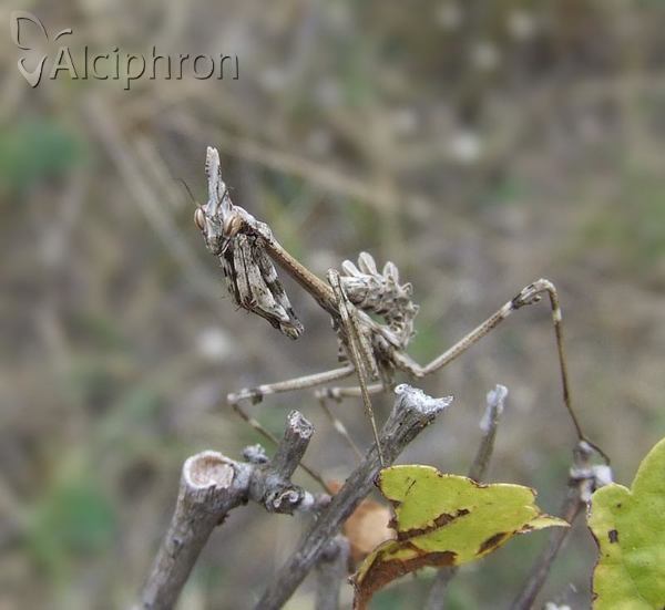 Empusa fasciata