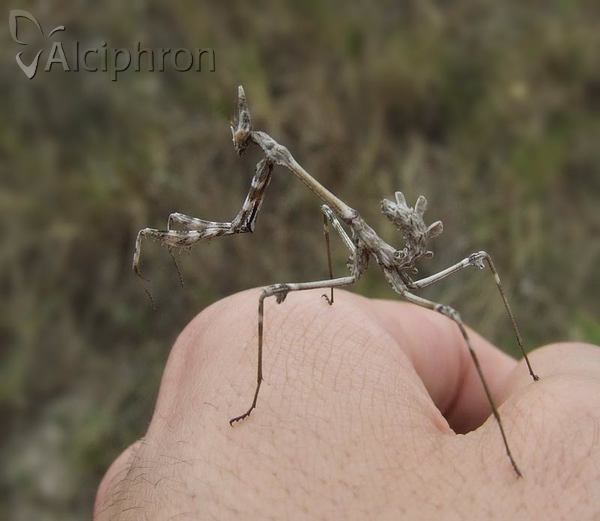 Empusa fasciata
