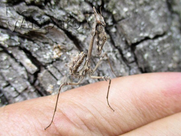 Empusa fasciata