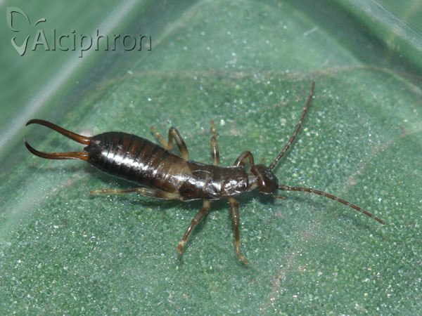 Forficula auricularia