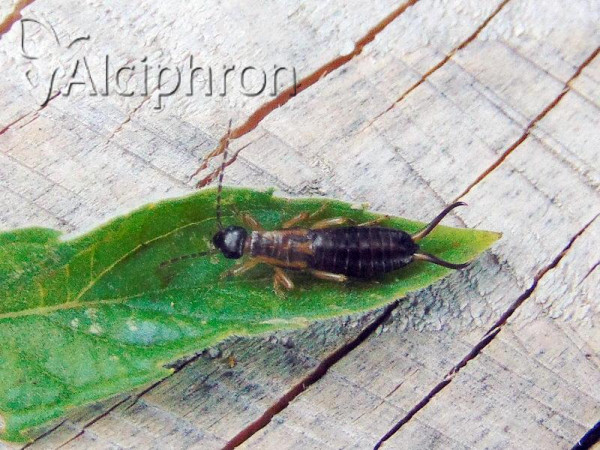 Forficula auricularia