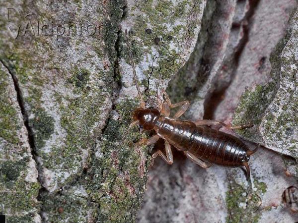 Forficula smyrnensis
