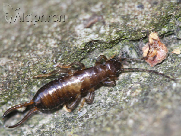 Forficula smyrnensis
