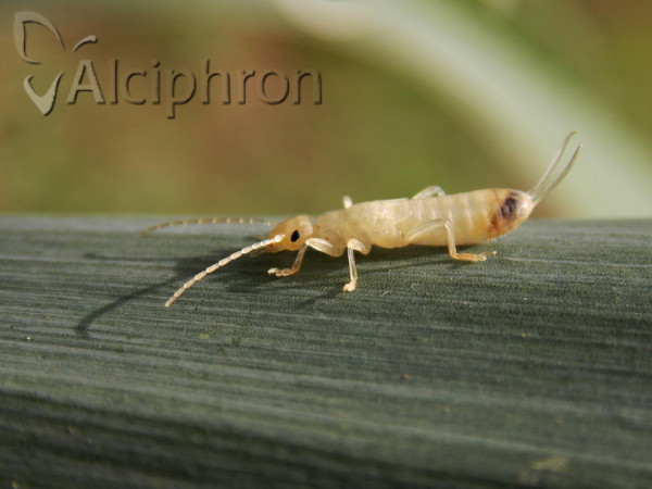 Chelidura acanthopygia